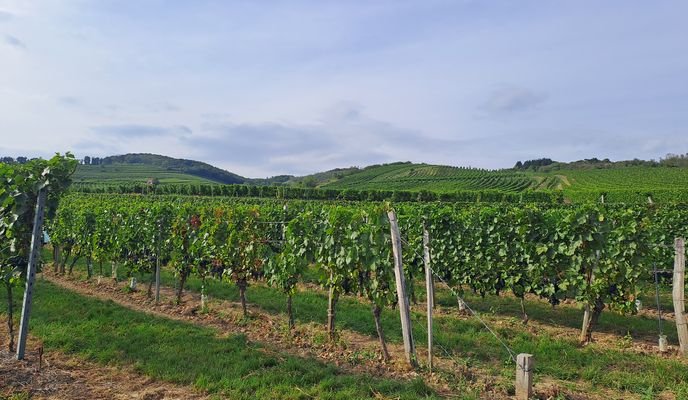 Foto 2 der Bikemap-Route "Ravazd utca - Ravazd utca" Foto 2 der Bikemap-Route "Ravazd utca - Ravazd utca"