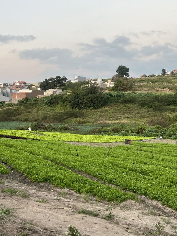 Avenida Ciro Dias, Remígio a Rua Elidia Dias Barros, Remígio
