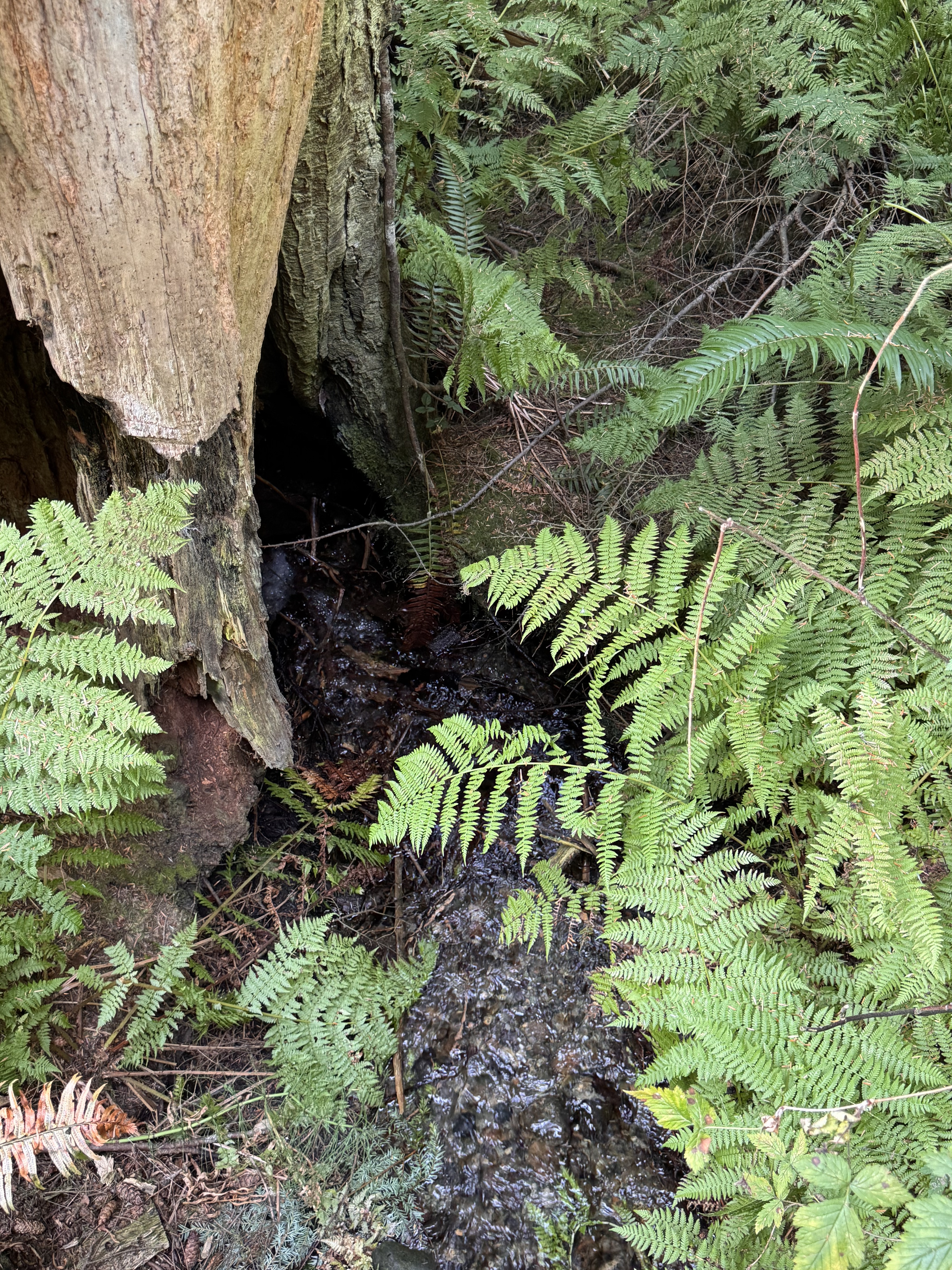South Whidbey State Park Campground - HIKING