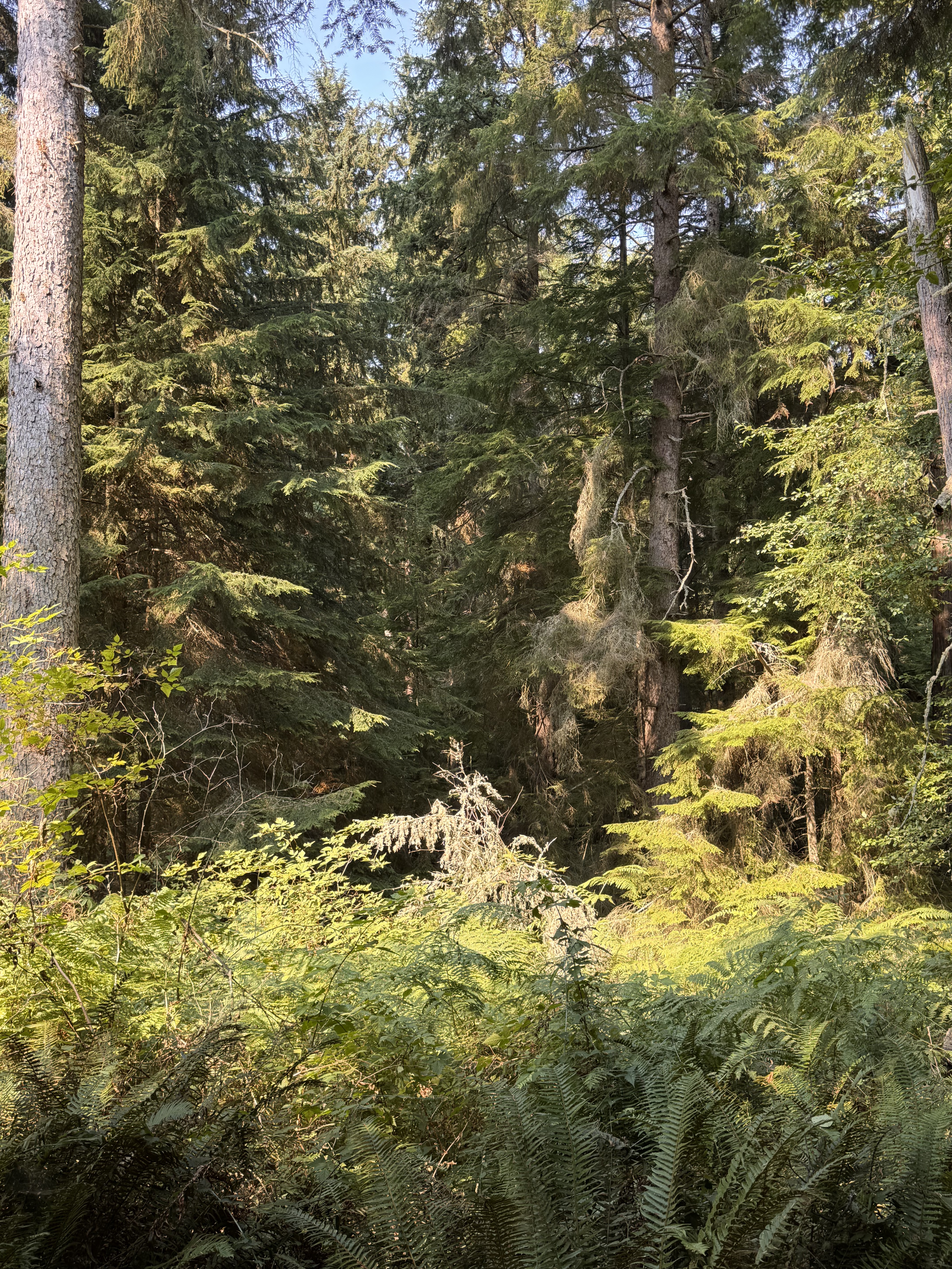 South Whidbey State Park Campground - HIKING