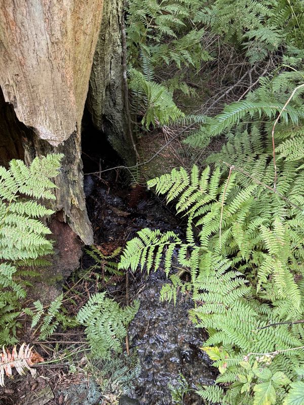South Whidbey State Park Campground - HIKING
