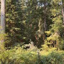 South Whidbey State Park Campground - HIKING