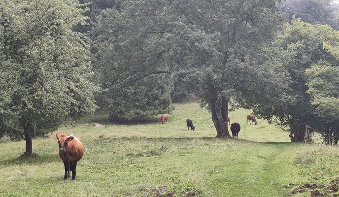 Photo 1 de l’itinéraire Bikemap « Bözingerbergschlaufe+ »