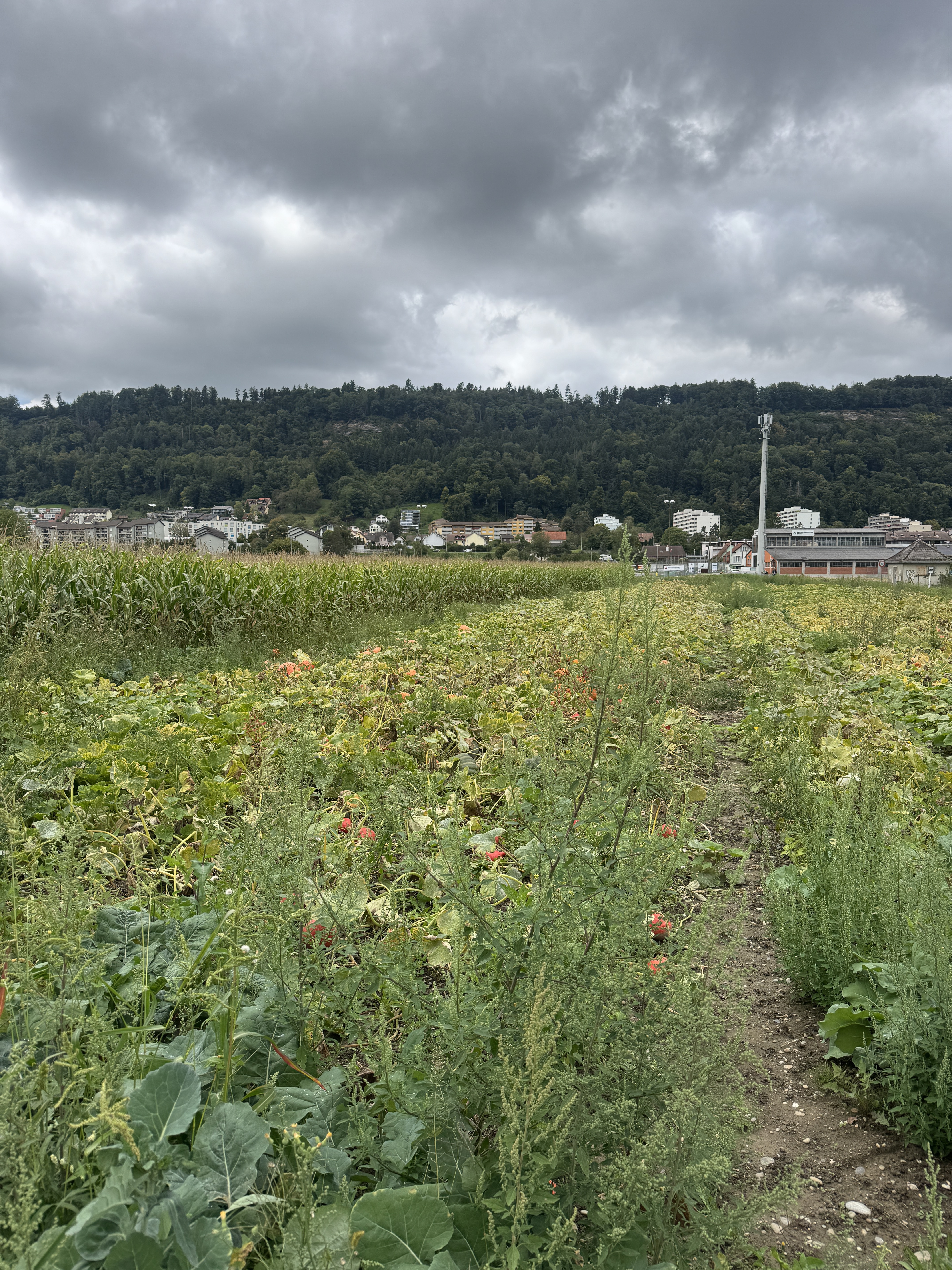 Dammstrasse, Windisch to Dorfstrasse, Windisch