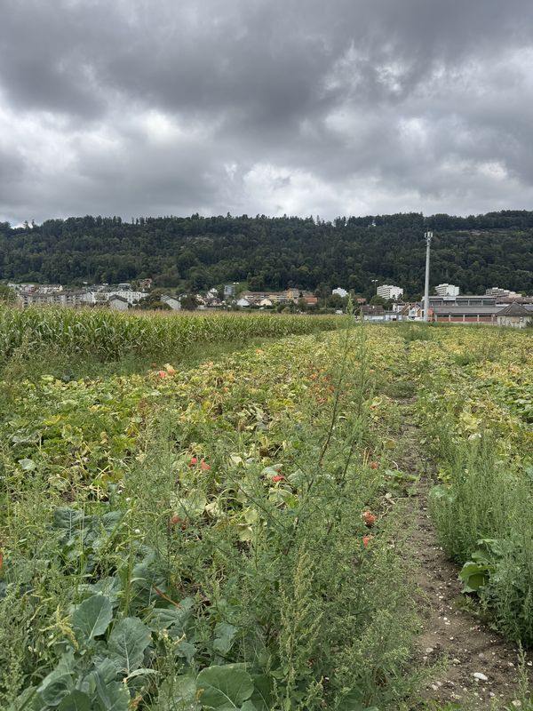 Dammstrasse, Windisch to Dorfstrasse, Windisch