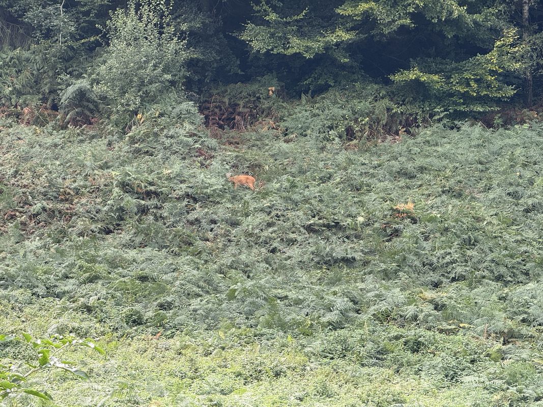 Liszthof, Osnabrück nach Liszthof, Osnabrück