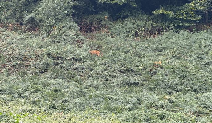 Photo 2 de l’itinéraire Bikemap « Liszthof, Osnabrück nach Liszthof, Osnabrück »