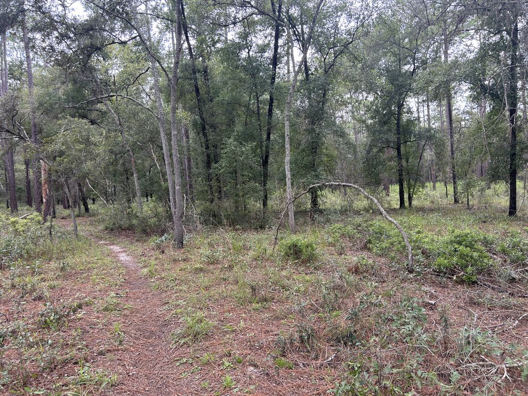 Withlacoochee State Trail, Brooksville to Croom Rital Rd, Brooksville