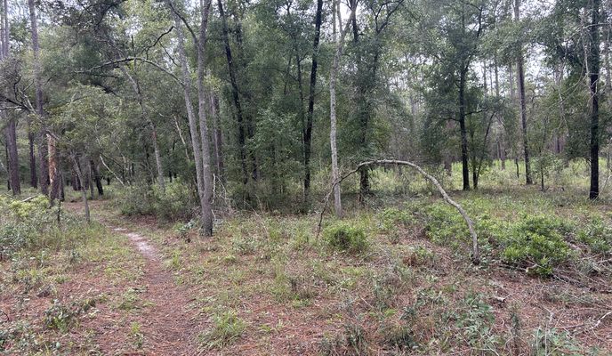 Photo 1 de l’itinéraire Bikemap « Withlacoochee State Trail, Brooksville to Croom Rital Rd, Brooksville »