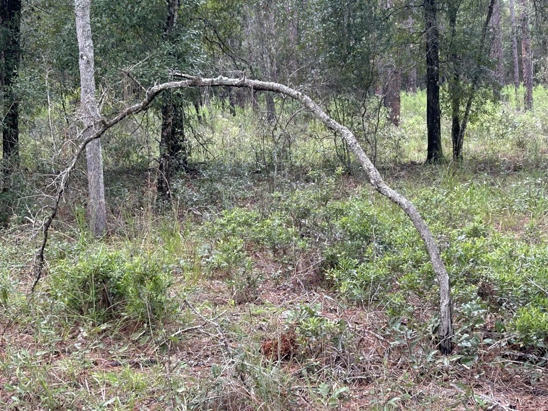 Withlacoochee State Trail, Brooksville to Croom Rital Rd, Brooksville