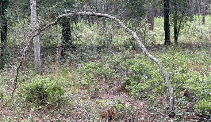 Photo 2 de l’itinéraire Bikemap « Withlacoochee State Trail, Brooksville to Croom Rital Rd, Brooksville »