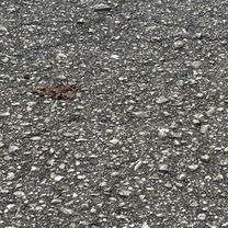 Foto 7 de la ruta de Bikemap "Lake Lindsey Rd, Brooksville to Withlacoochee State Trail, Brooksville"