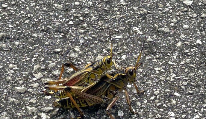 Foto 2 de la ruta de Bikemap "Lake Lindsey Rd, Brooksville to Withlacoochee State Trail, Brooksville"