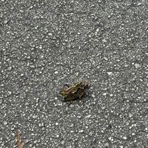 Lake Lindsey Rd, Brooksville to Withlacoochee State Trail, Brooksville
