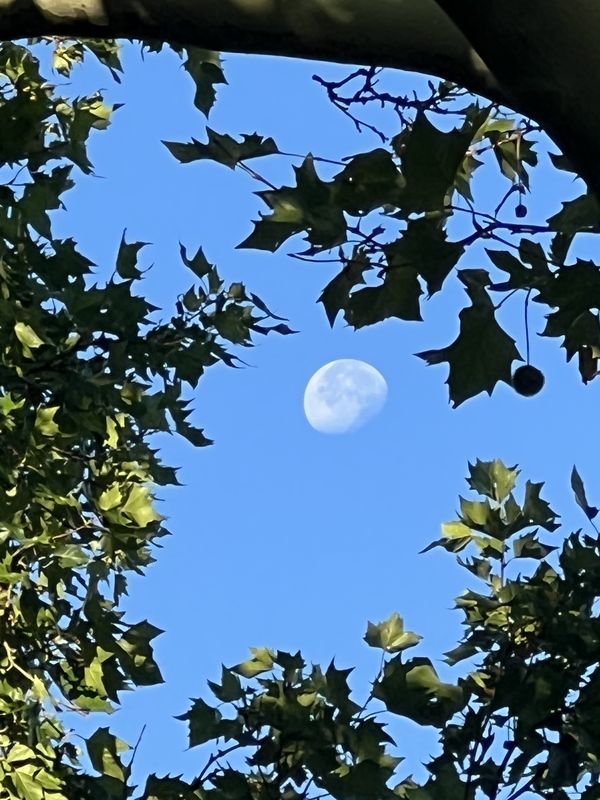 Bornhagenweg, Berlin do Trebbiner Straße, Blankenfelde-Mahlow