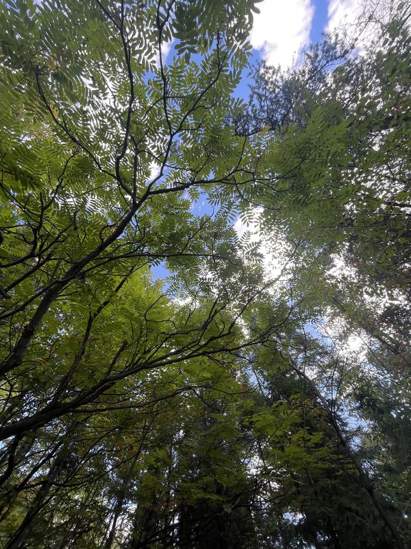 Rue Jeanne-Mance, Saguenay à Ch de la Réserve, Saguenay