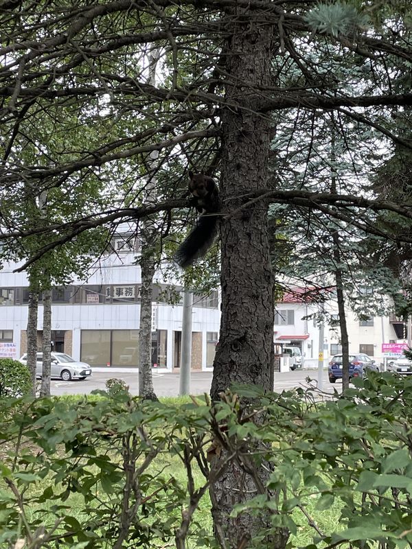 西11条南27丁目, 帯広市へ西11条南27丁目, 帯広市