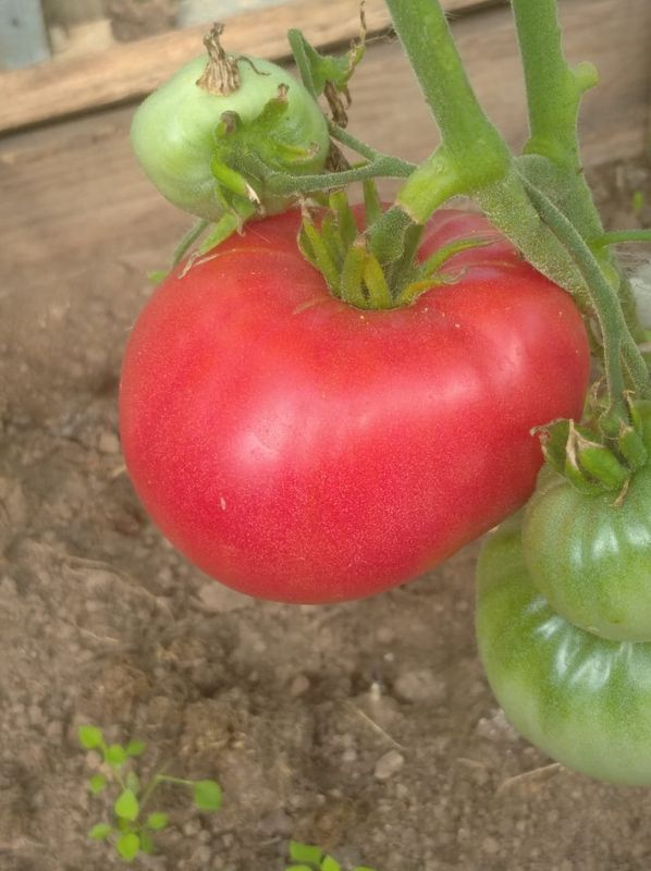 От улица Перегудова до улица Перегудова