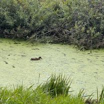 Photo 7 of the Bikemap route "Fertő kör (nagy)" Photo 7 of the Bikemap route "Fertő kör (nagy)"
