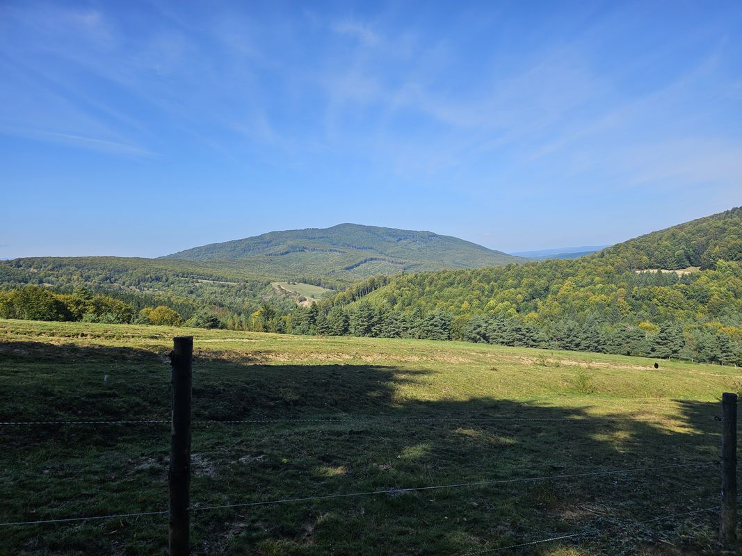 Cade copacul- Intorsura