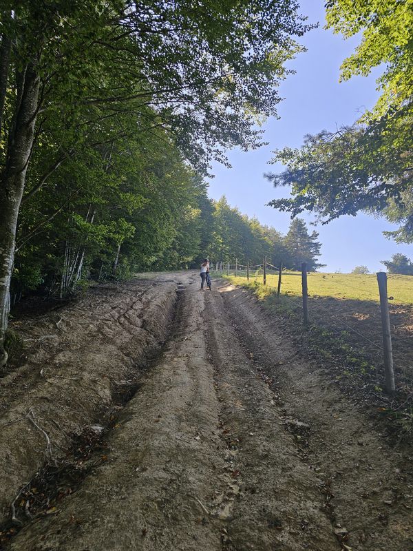 Cade copacul- Intorsura