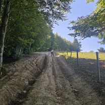 Cade copacul- Intorsura