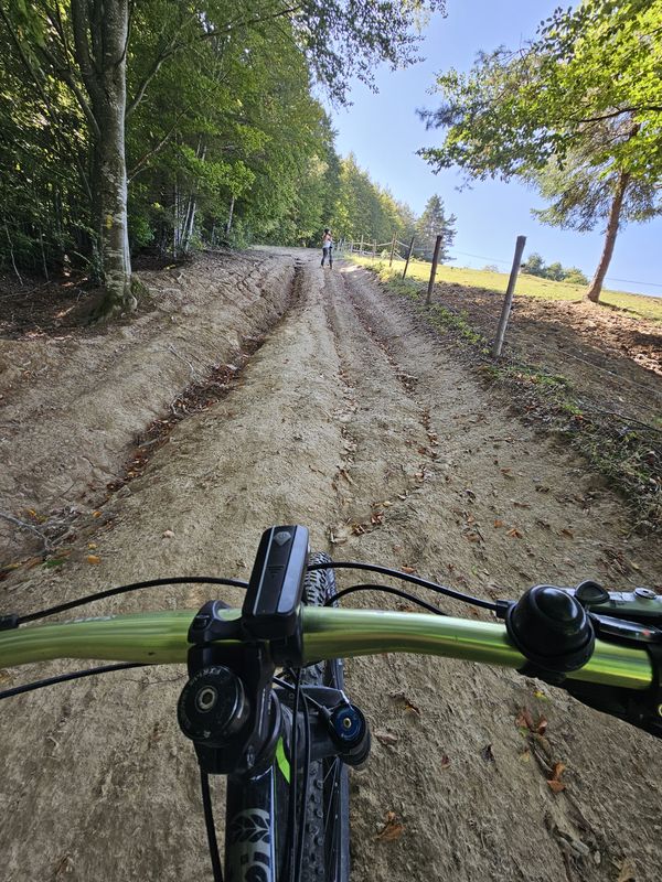 Cade copacul- Intorsura