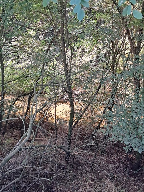 Carrer Lleó I to Carrer Fonollerons