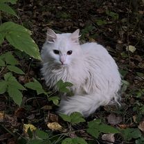 проспект Октября, Миасс до улица Вернадского, Миасс