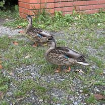 Photo 7 of the Bikemap route "Ostrawicka" Photo 7 of the Bikemap route "Ostrawicka"