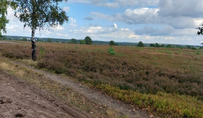 Foto 1 de la ruta de Bikemap "Meninger Weg nach Wilseder Straße"