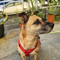 Mit E-Bike und Anhänger und Daisy zur Tierärztin. Chippen und impfen.