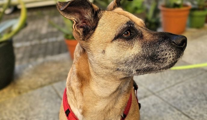 Foto 1 del percorso Bikemap "Mit E-Bike und Anhänger und Daisy zur Tierärztin. Chippen und impfen." Foto 1 del percorso Bikemap "Mit E-Bike und Anhänger und Daisy zur Tierärztin. Chippen und impfen."