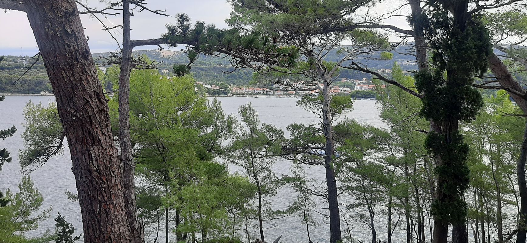 Carolina, ruzici, gonar, rab