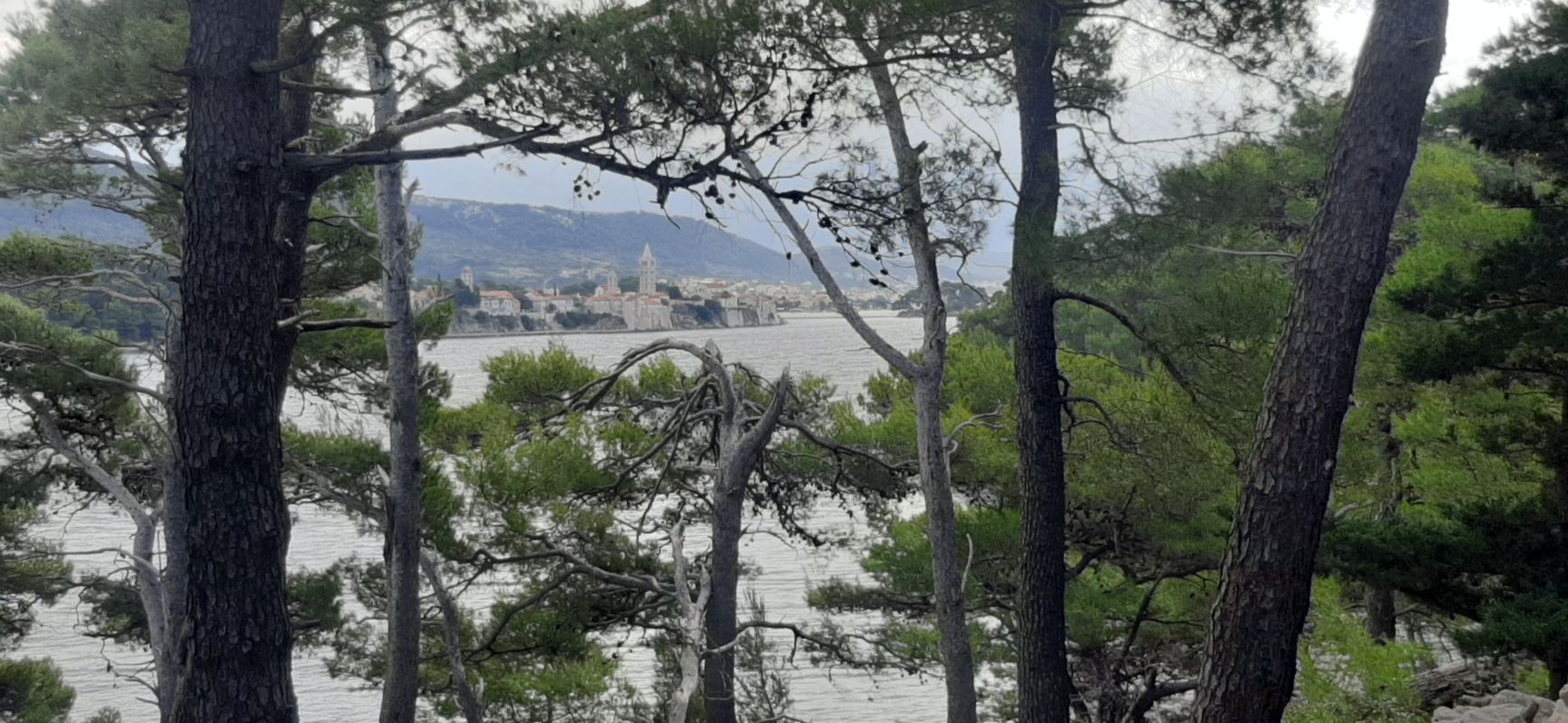 Carolina, ruzici, gonar, rab