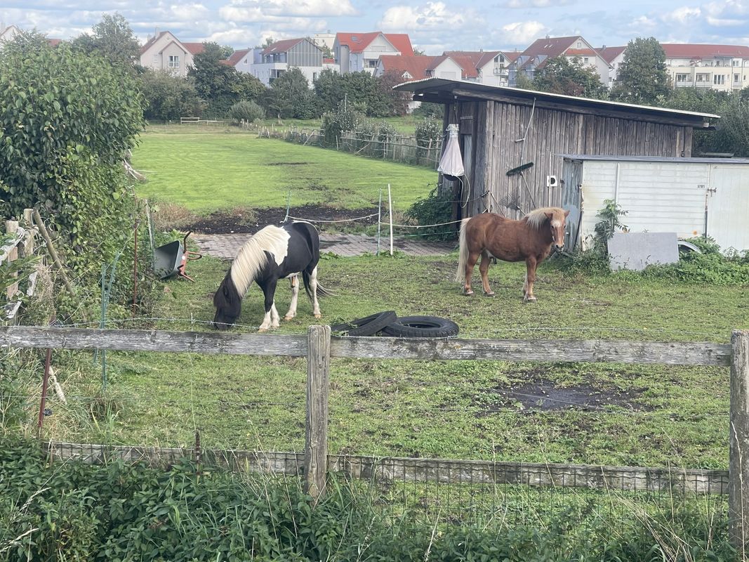 Prälat-Endrich-Platz, Bad Buchau nach Prälat-Endrich-Platz, Bad Buchau