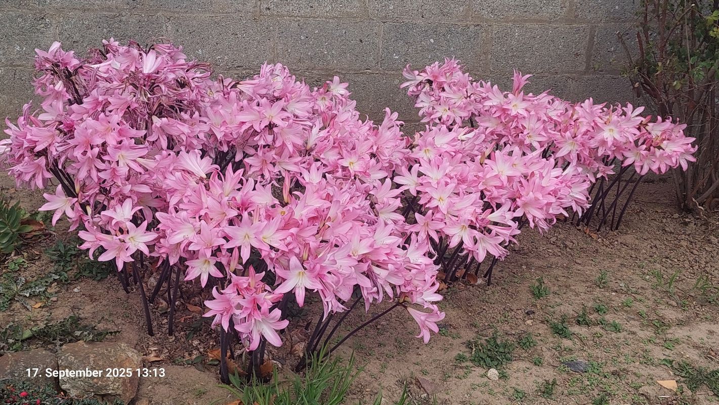 Quai Armand Dayot nach Rue de Cruckin