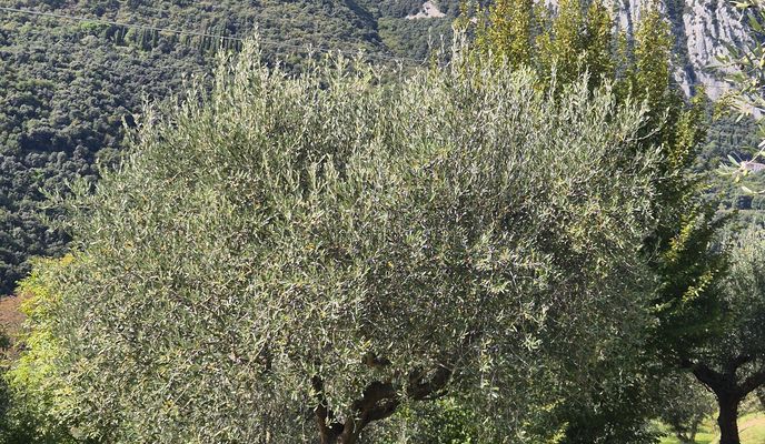 Photo 1 of the Bikemap route "Radtour am Gardasee" Photo 1 of the Bikemap route "Radtour am Gardasee"