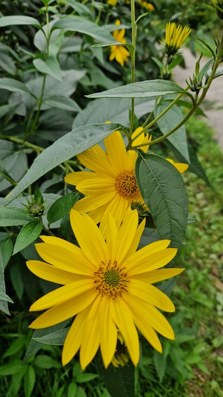 Maxima Gorkého do Maxima Gorkého