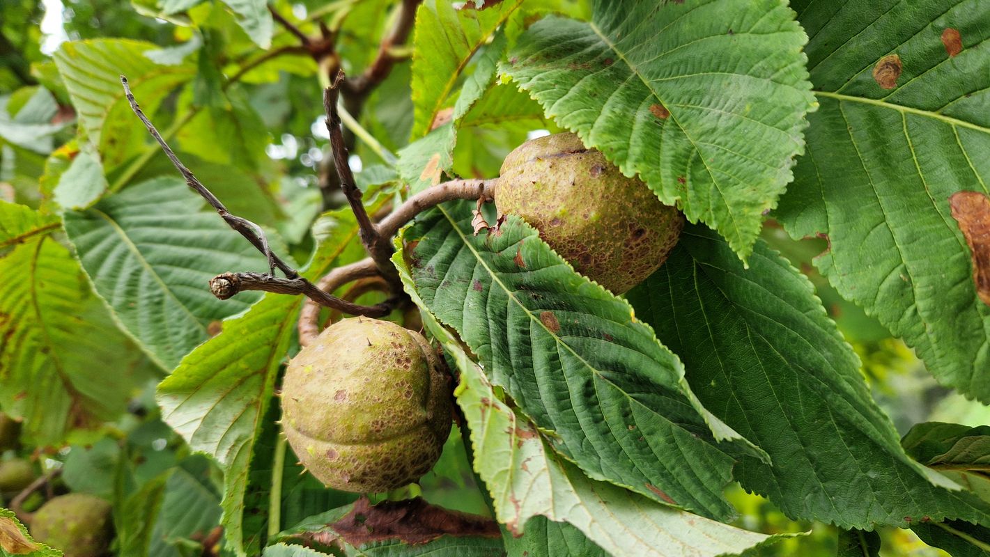 Maxima Gorkého do Maxima Gorkého