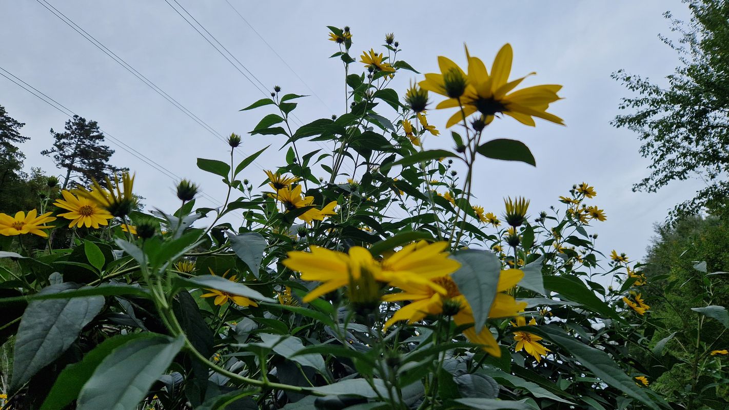 Maxima Gorkého do Maxima Gorkého