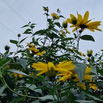 Maxima Gorkého do Maxima Gorkého