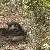 Twin Pond Road, Brooksville to Croom Rital Rd, Brooksville