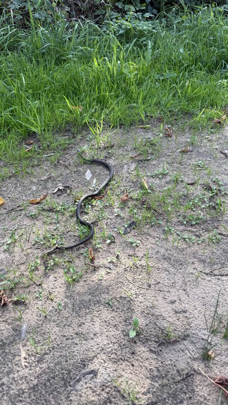 Центральная улица, Столбцы до Центральная улица, Столбцы