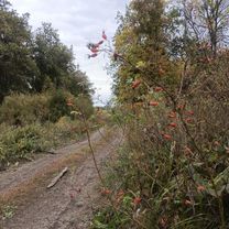 Foto 8 del percorso Bikemap "От улица Геннадия Донковцева 43/4 до улица Геннадия Донковцева корпус"