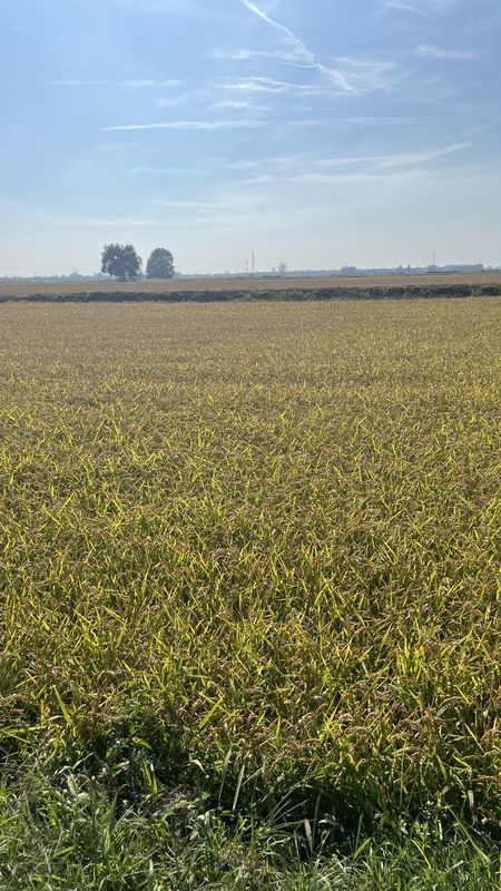 Via Lodovico Sforza, Galliate a Via Alessandro Volta, Galliate