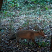Foto 8 der Bikemap-Route "Jesienna 26E do Księdza Jana Dzierżona"