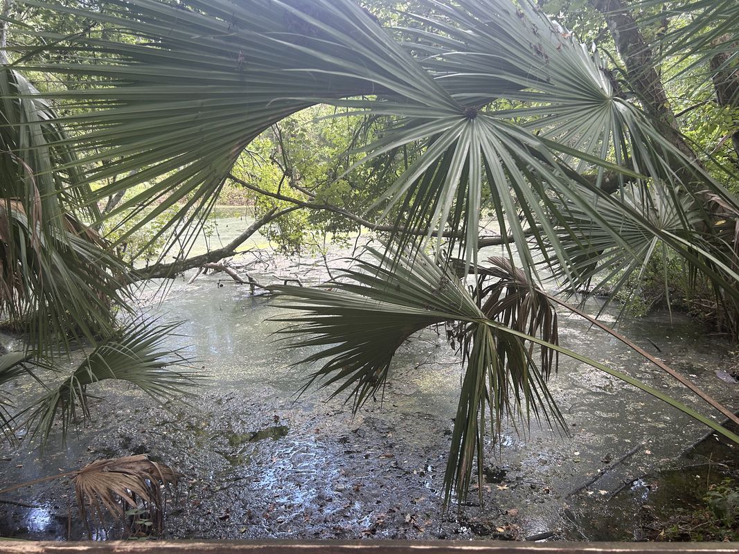 S Bridges Rd, Dunnellon to W Magenta Dr, Citrus Springs