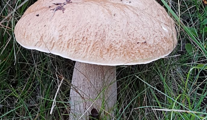 Foto 2 der Bikemap-Route "Cez lesy a lúky po hrebeni."