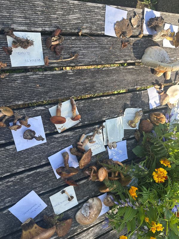 Sportplatzweg, 拉法明德 to Kajuhova cesta, Velenje